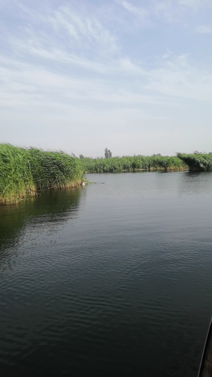 雄安新区白洋淀自然风景区一日游,芦苇荡,划船。