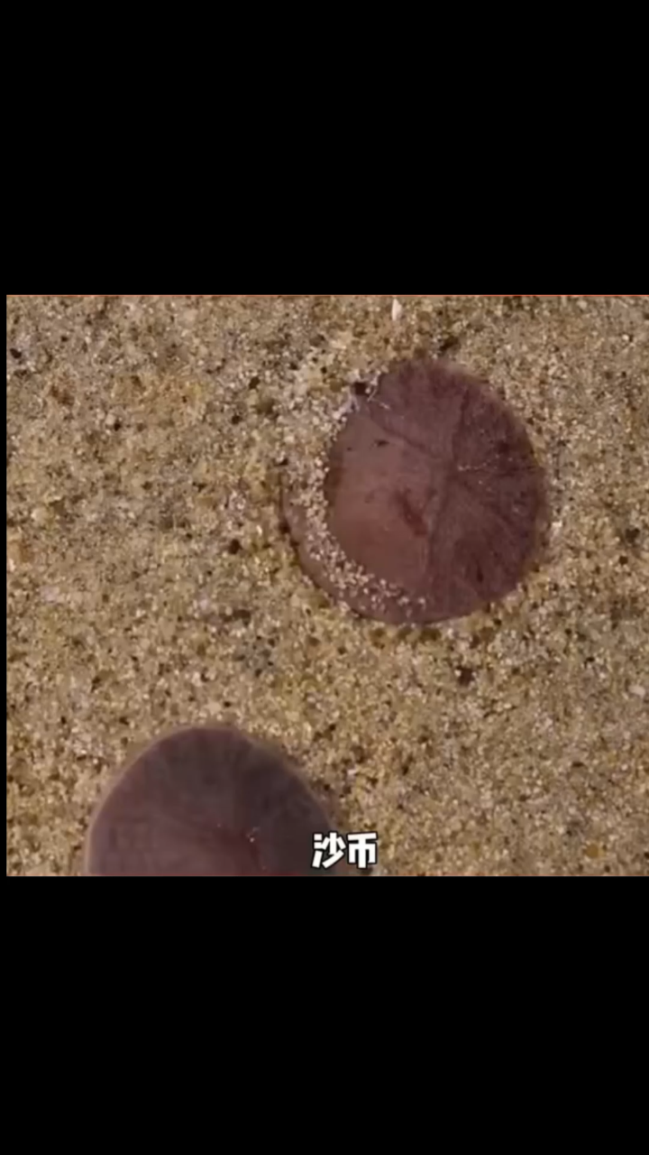 海里竟然有这种鱼