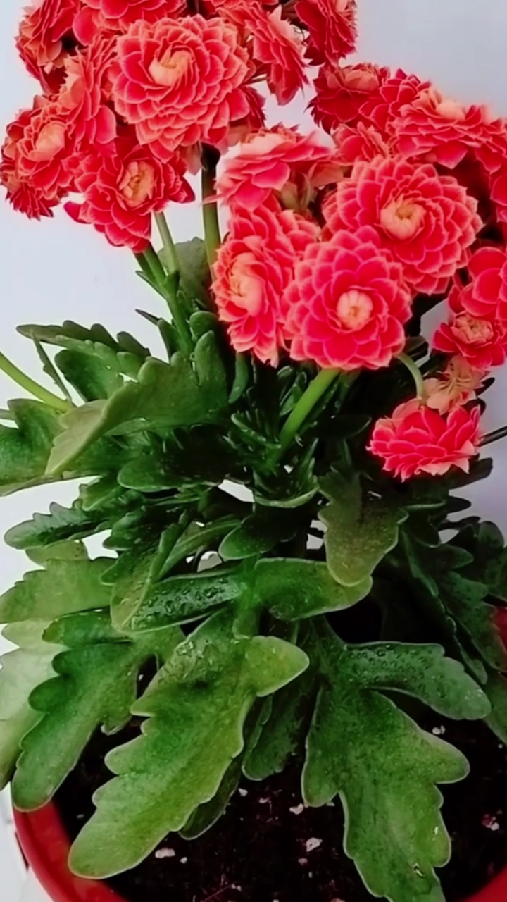 夏季长寿花浇水,家里通风条件不好时,这样浇水就对了