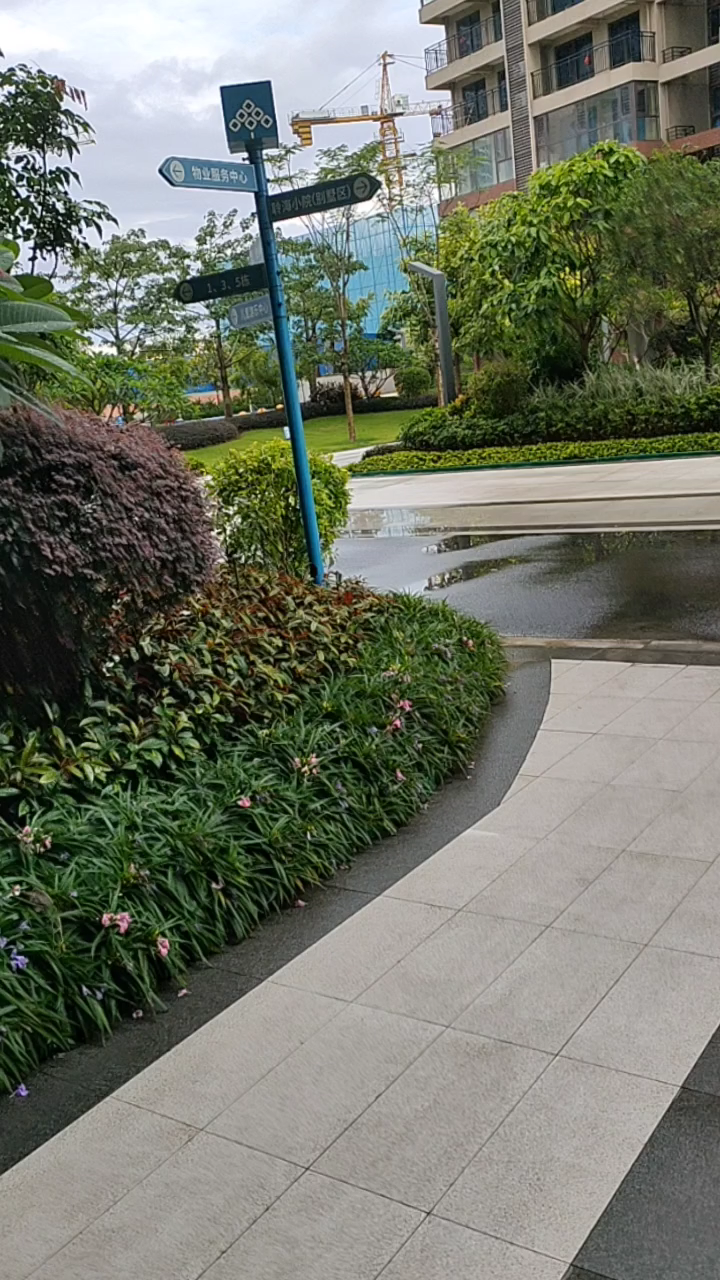 雨后小区的红鸡蛋花树