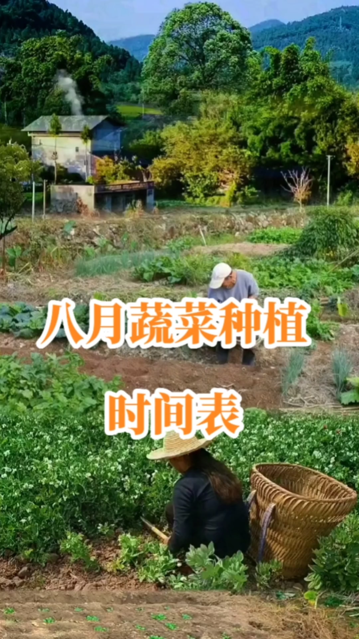 八月蔬菜种植时间表