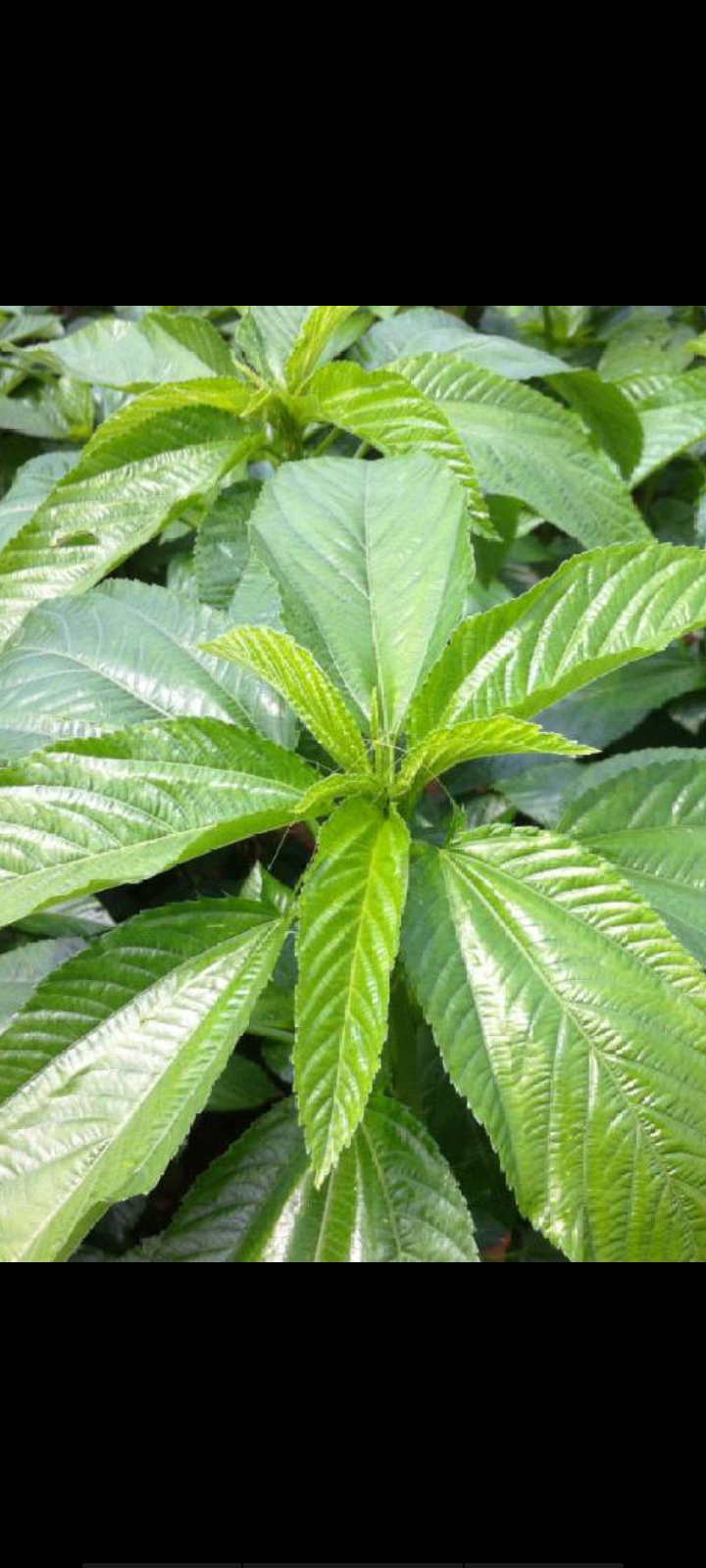 帝王菜-成长过程