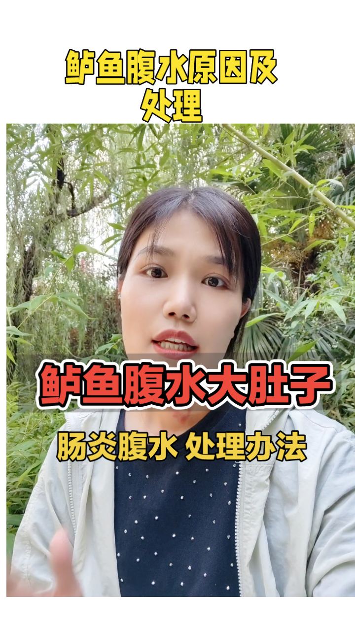 鲈鱼腹水原因及处理
