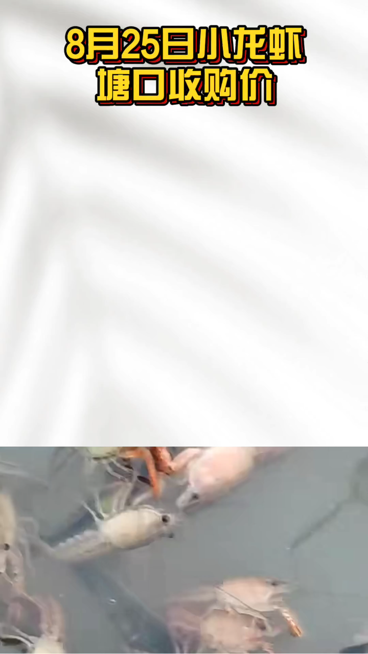 8月25日小龙虾价格行情#小龙虾价格#小龙虾养殖#虾价