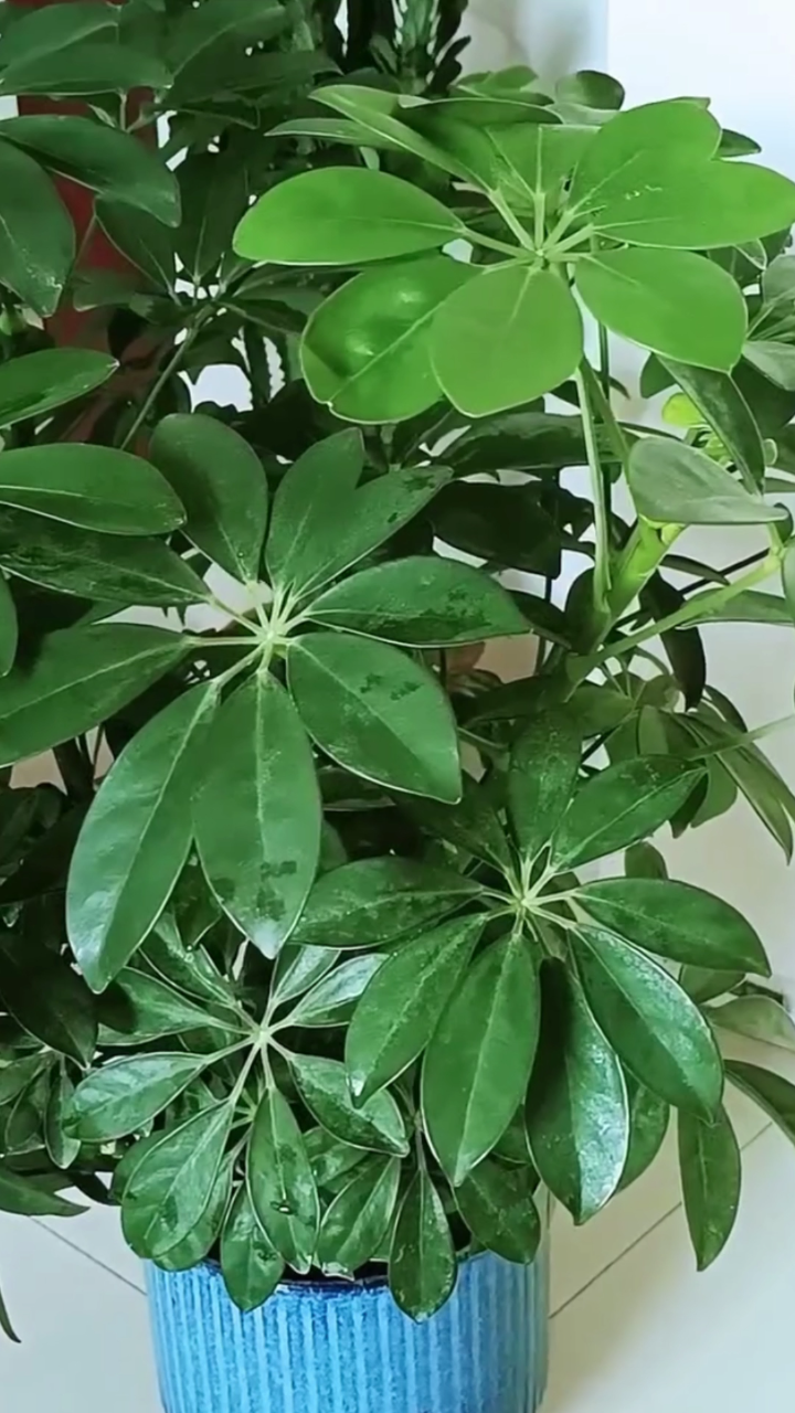 鸭掌木盆栽怎么种植