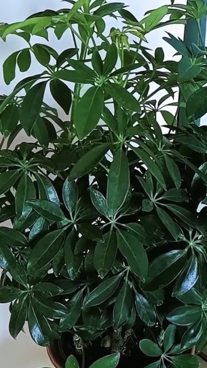 鸭掌木栽培养殖要选择适宜的土壤