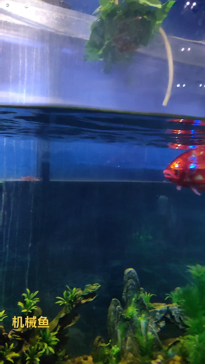 科技馆里的机械鱼!