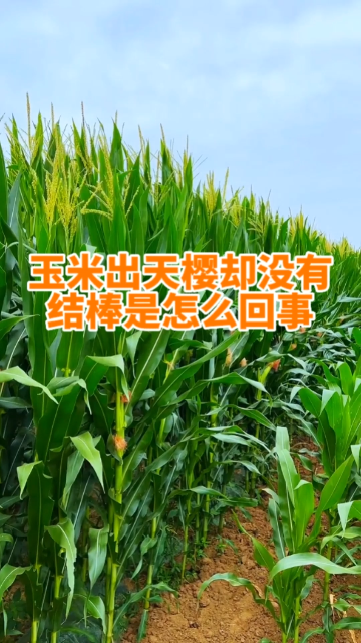 玉米出天樱却没有结棒是怎么回事