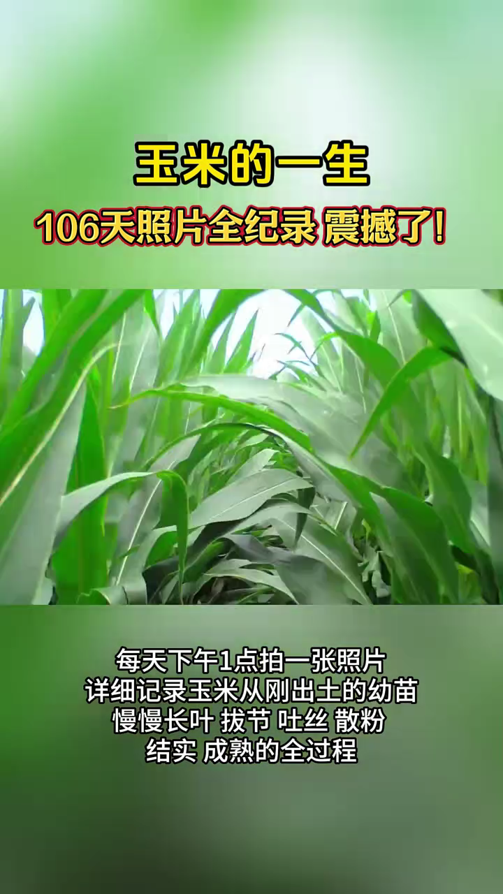 玉米的一生!106天每天一张照片展示玉米生长全过程。