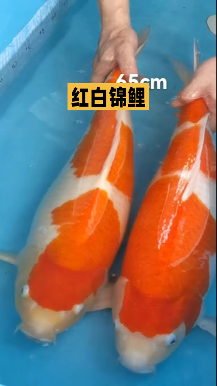红白锦鲤,鱼池配鱼