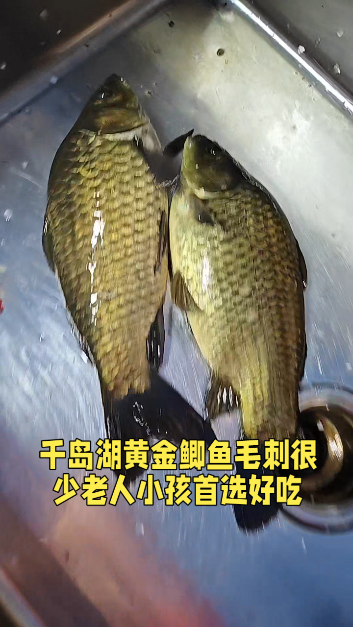 千岛湖黄金鲫鱼,稀缺美味来袭