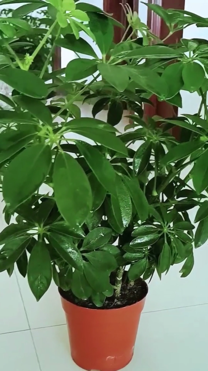 鸭掌木养护注意事项