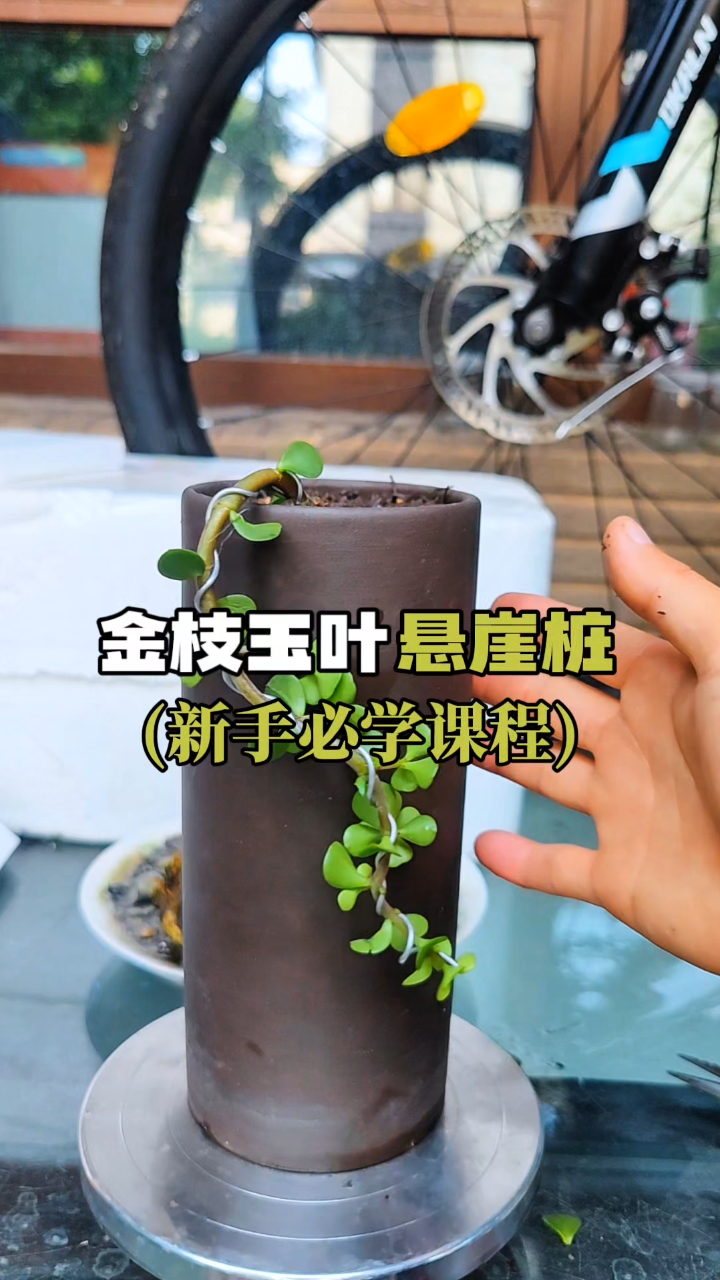 打造金枝玉叶悬崖桩,新手必学