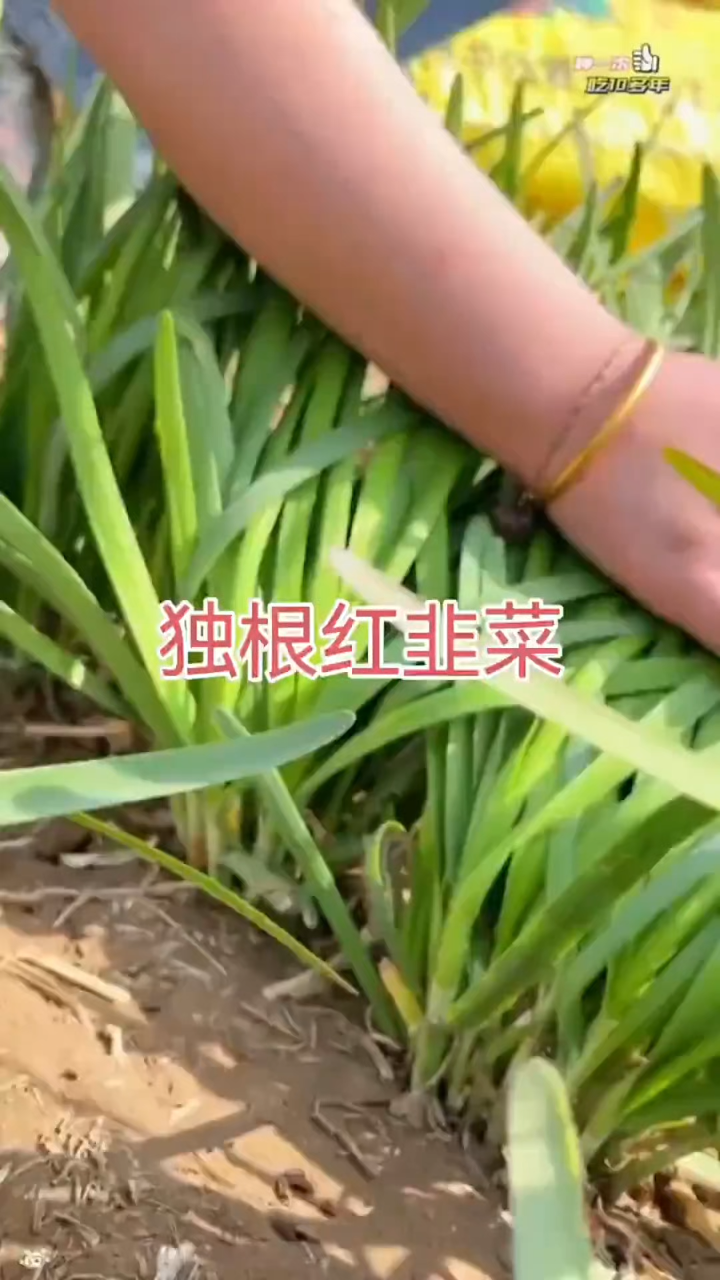 独根红韭菜:紫色奇迹,美味无限