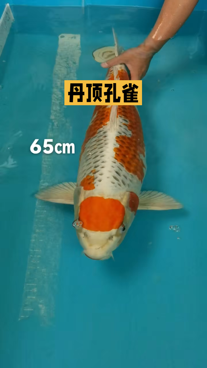 水中鱼,离你难呼吸