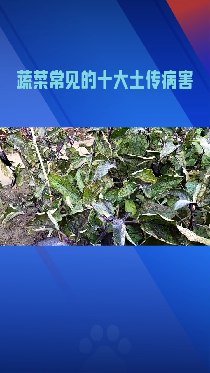 蔬菜常见的十大土传病害