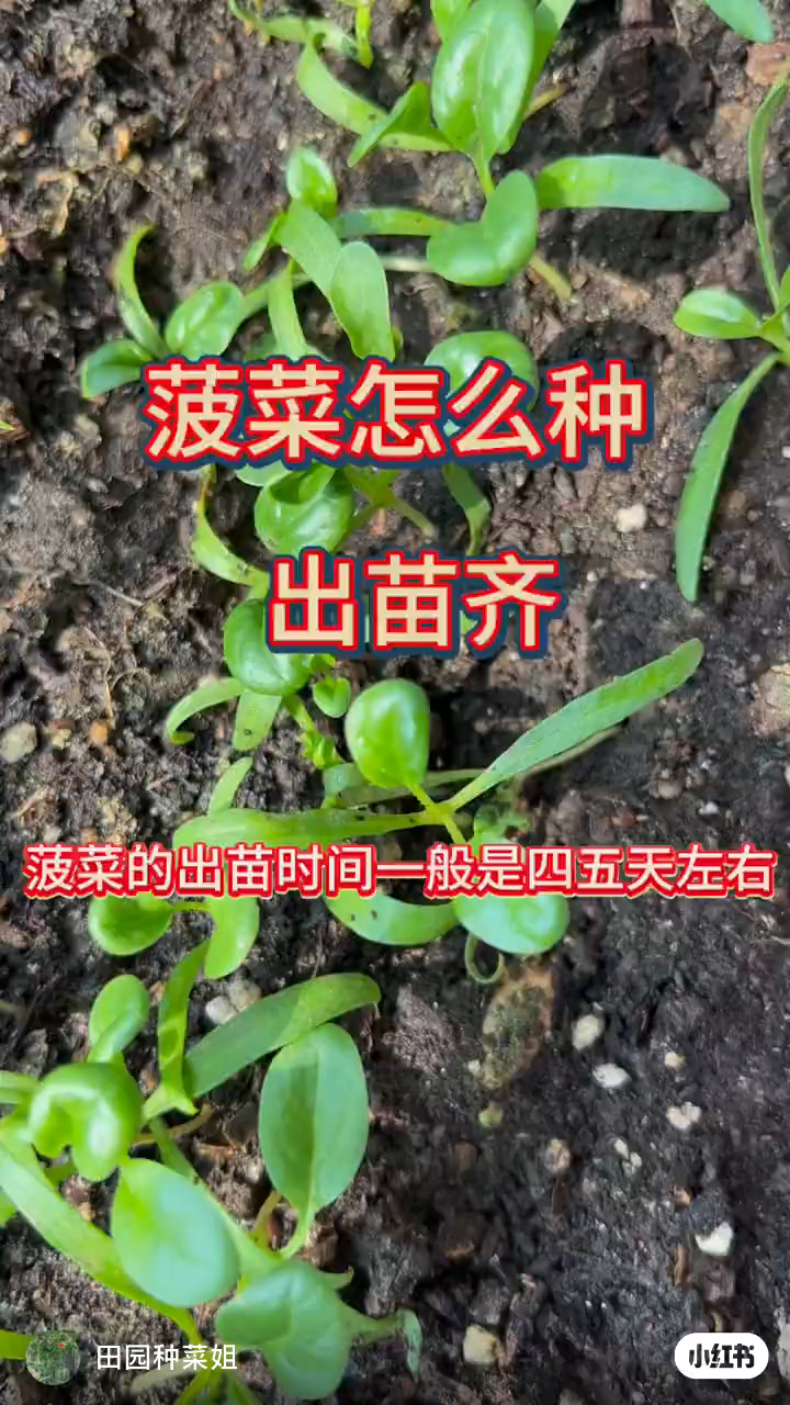 菠菜种植秘籍:调拨法详解