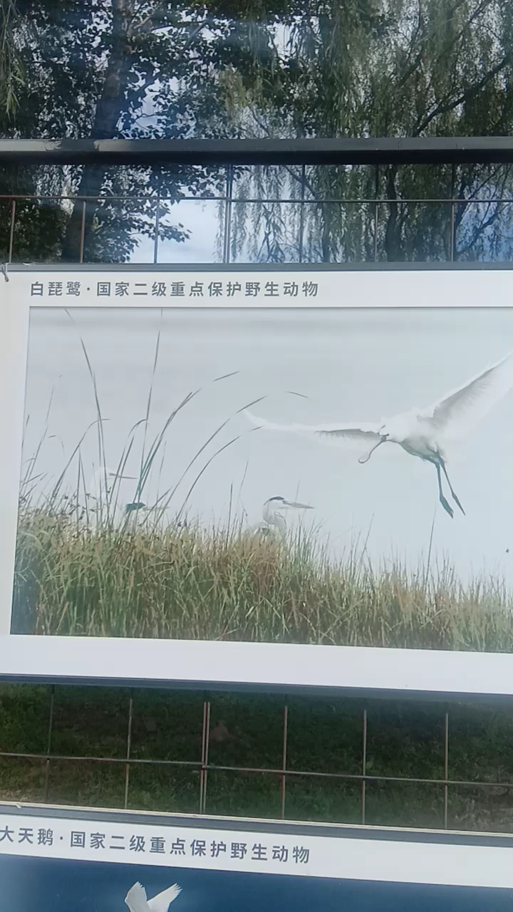 优雅的大天鹅自由飞翔