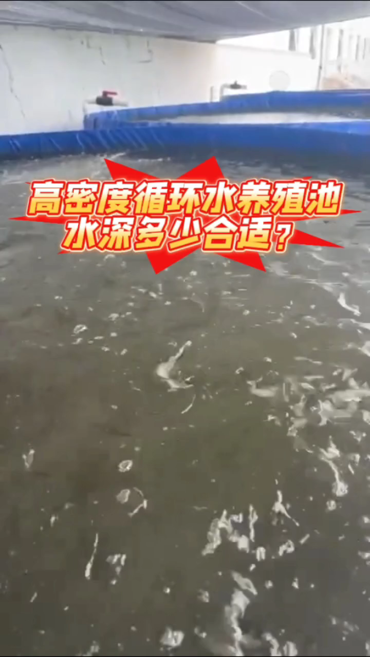 高密度循环水养殖池水深多少合适