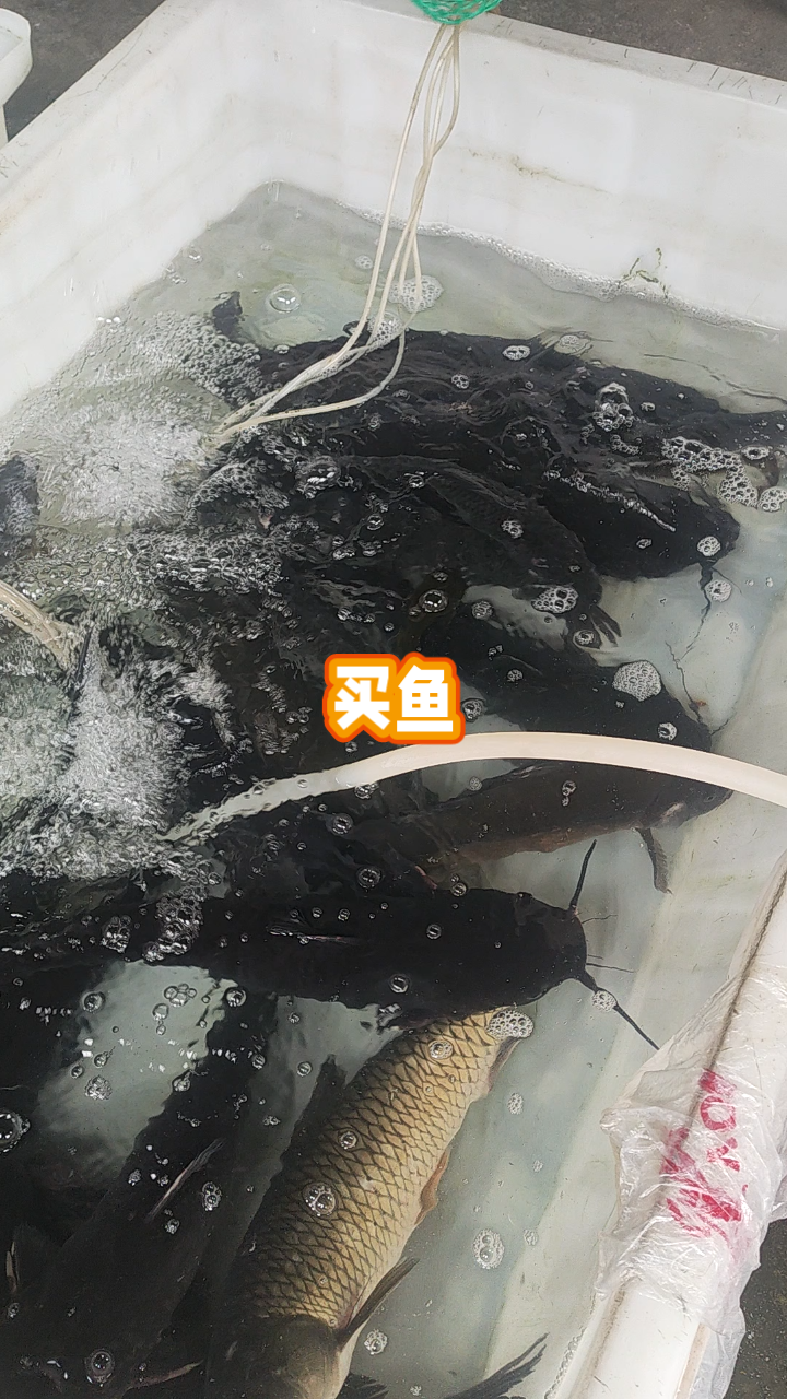 胡艺曦做凯里酸汤鱼