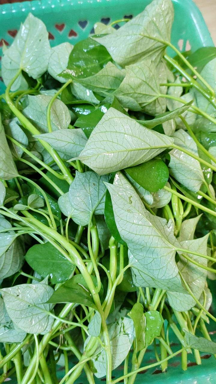 薯叶菜,自家亲手种植