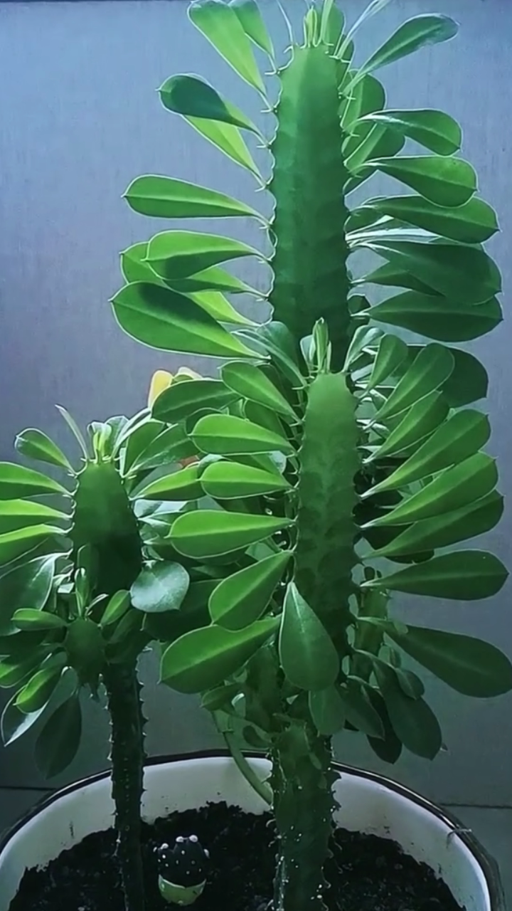 多肉龙骨怎样养护