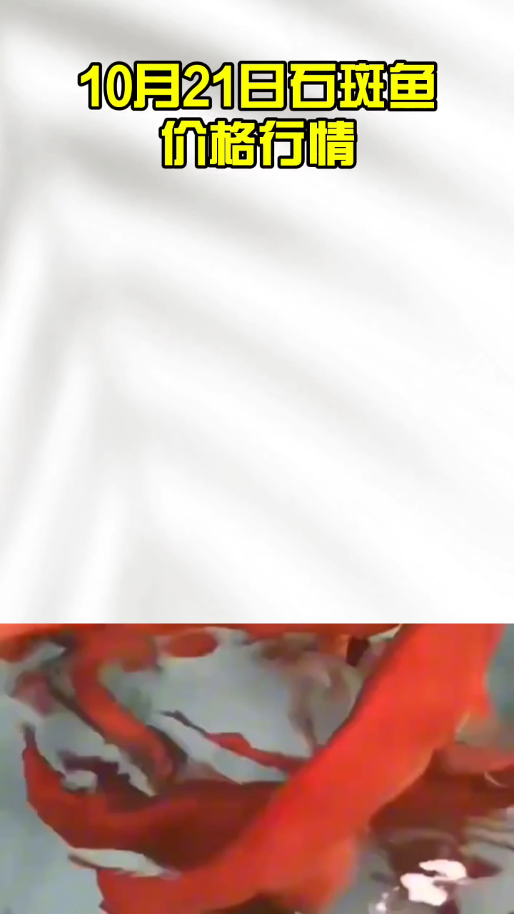10月21日石斑鱼价格行情#石斑鱼价格#石斑鱼养殖