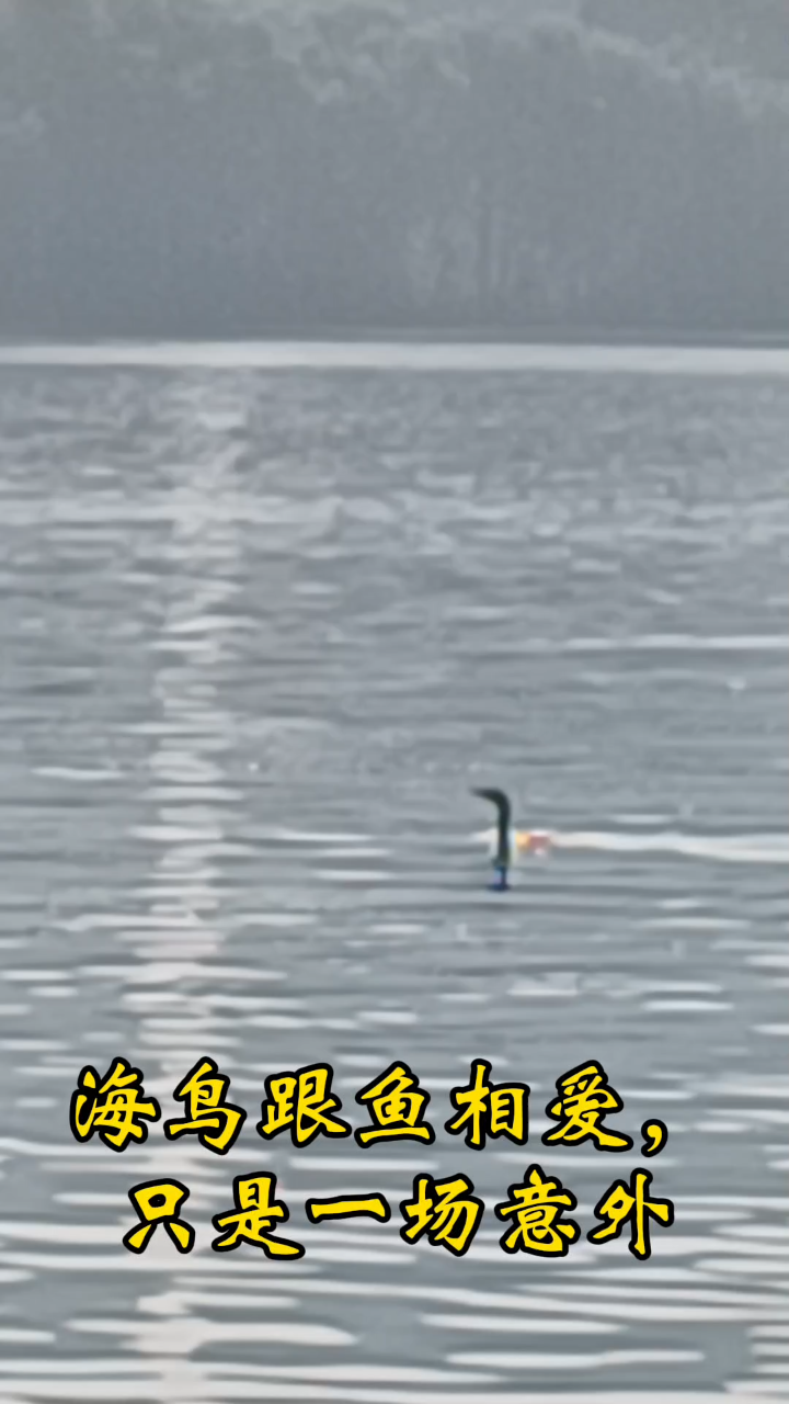 海鸟与鱼意外相爱