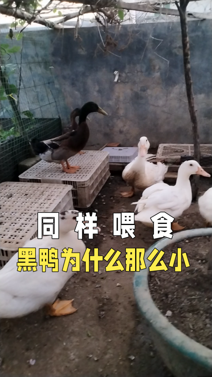鸭子同一天买的,一样喂食,黑鸭为什么这么小,是什么品种