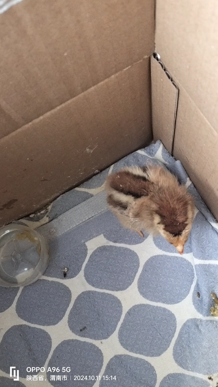 孩子养了一只小鸡,孤零零的一直在叫