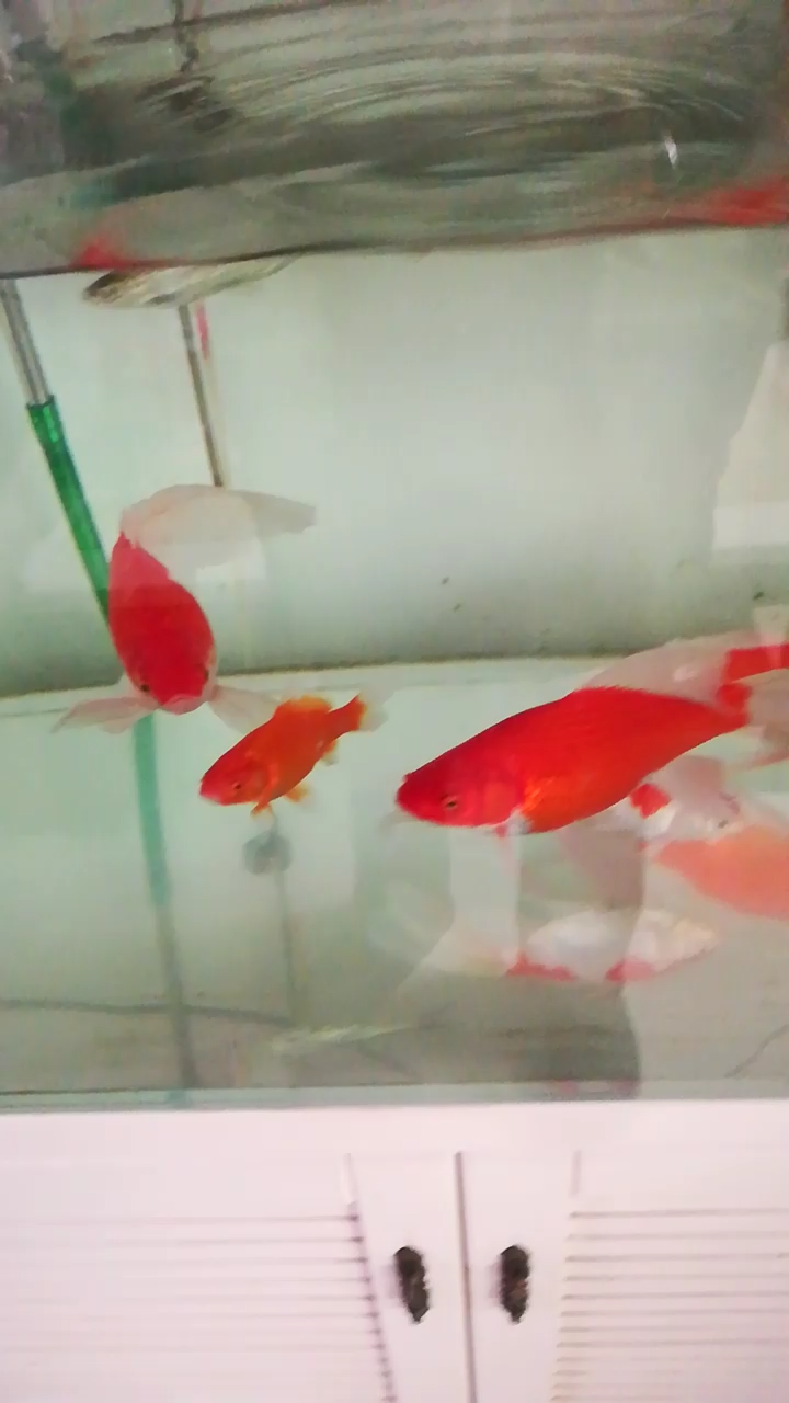 鱼儿在水里游来游去