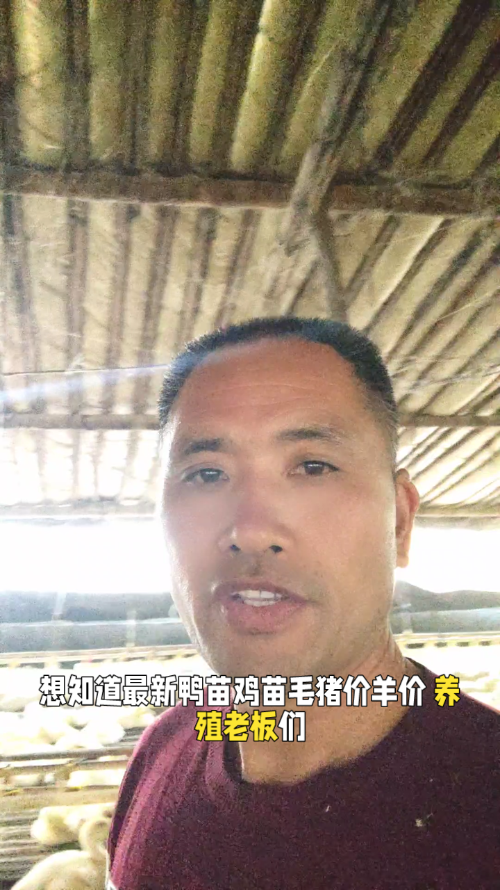养殖界价格大揭秘,速看鸭苗鸡苗行情
