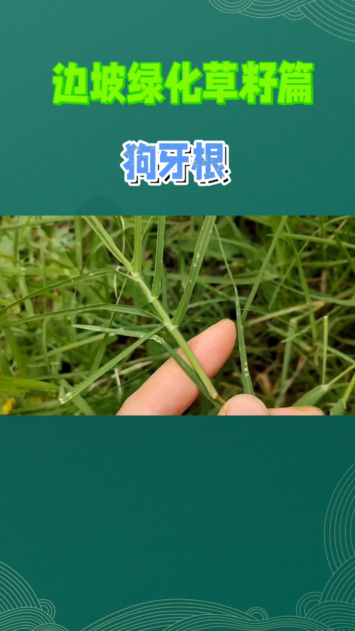 绿化草籽品种选择
