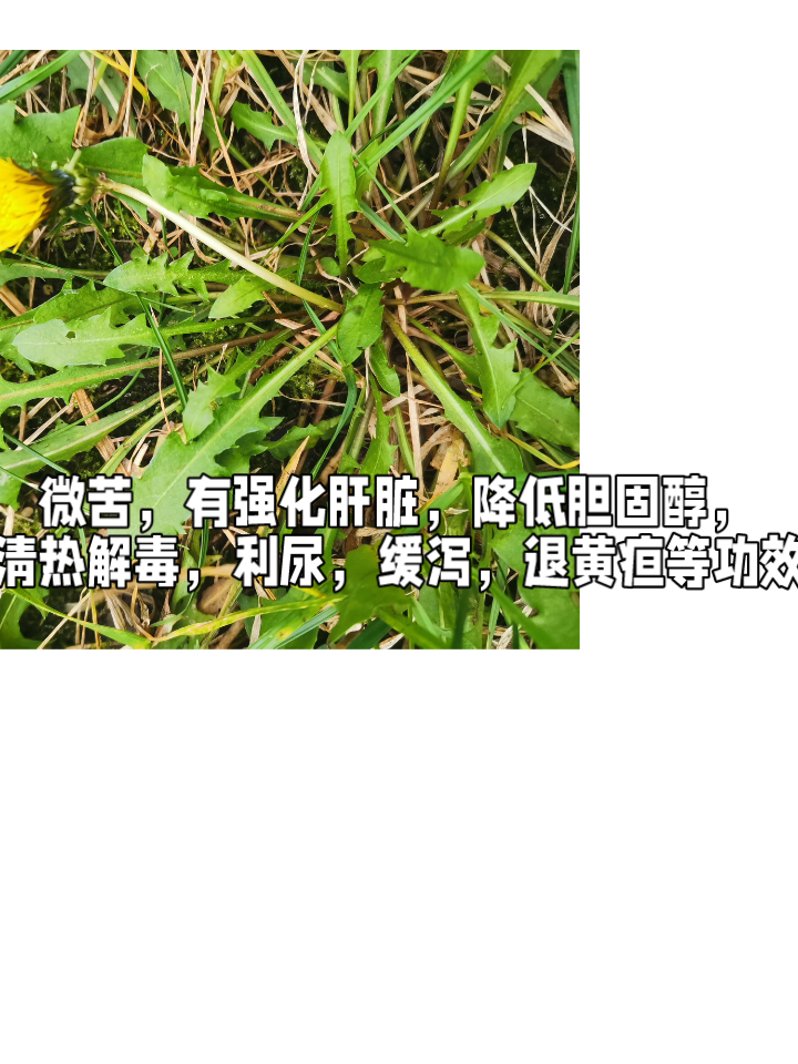 人们现在都喜欢吃野菜,您知道艾草,鱼腥草和番薯叶子怎么吃吗?