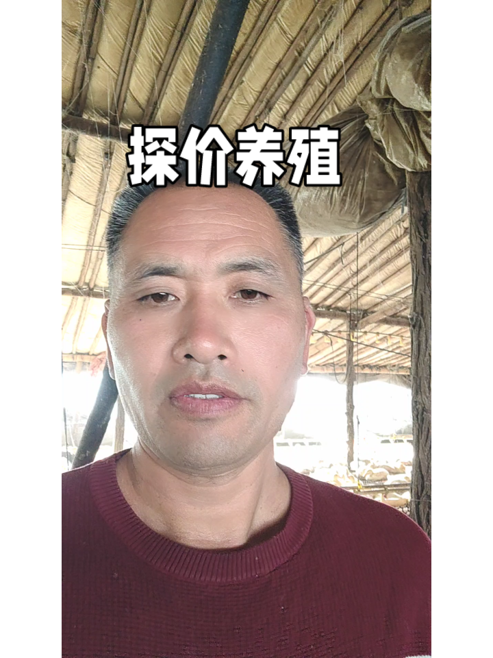 山东鸭苗鸡苗毛猪价揭秘