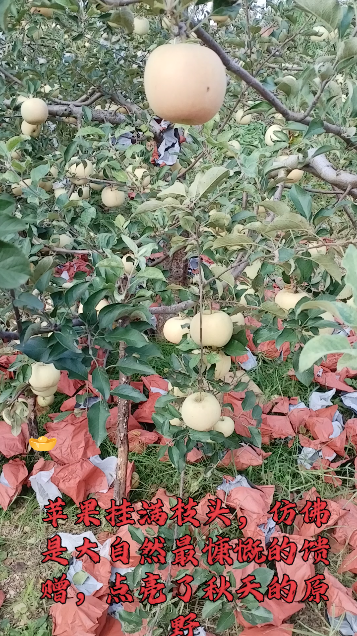 苹果挂满枝头,仿佛是大自然最慷慨的馈赠,点亮了秋天的原野