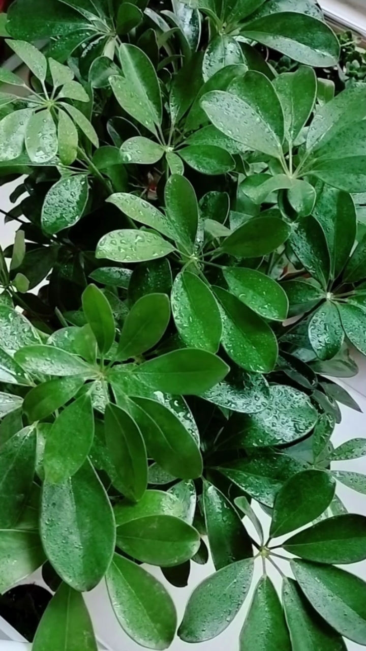 鸭掌木是非常耐阴的植物,但是它很喜光,在散射光处养护更好