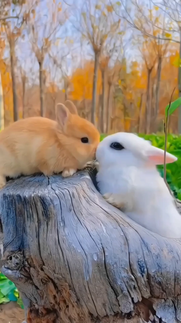 小兔子吃青菜真可爱