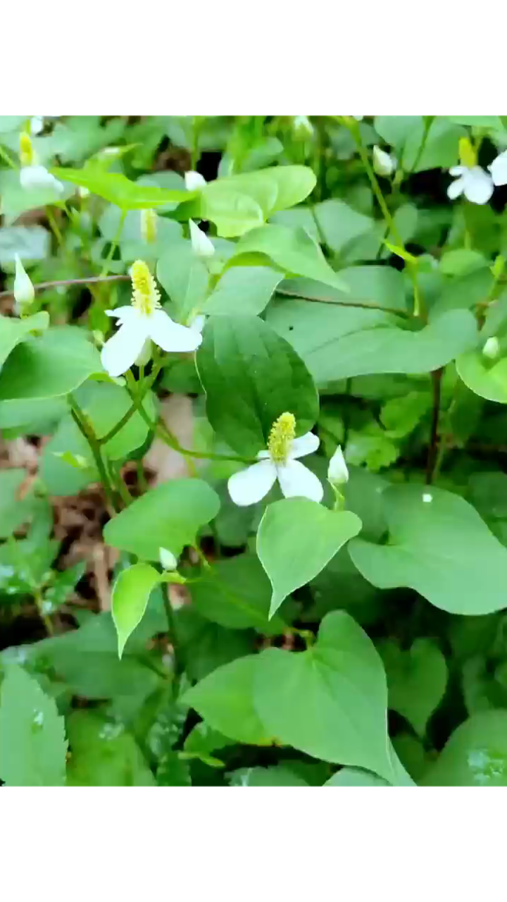 鱼腥草开花,你了解它吗