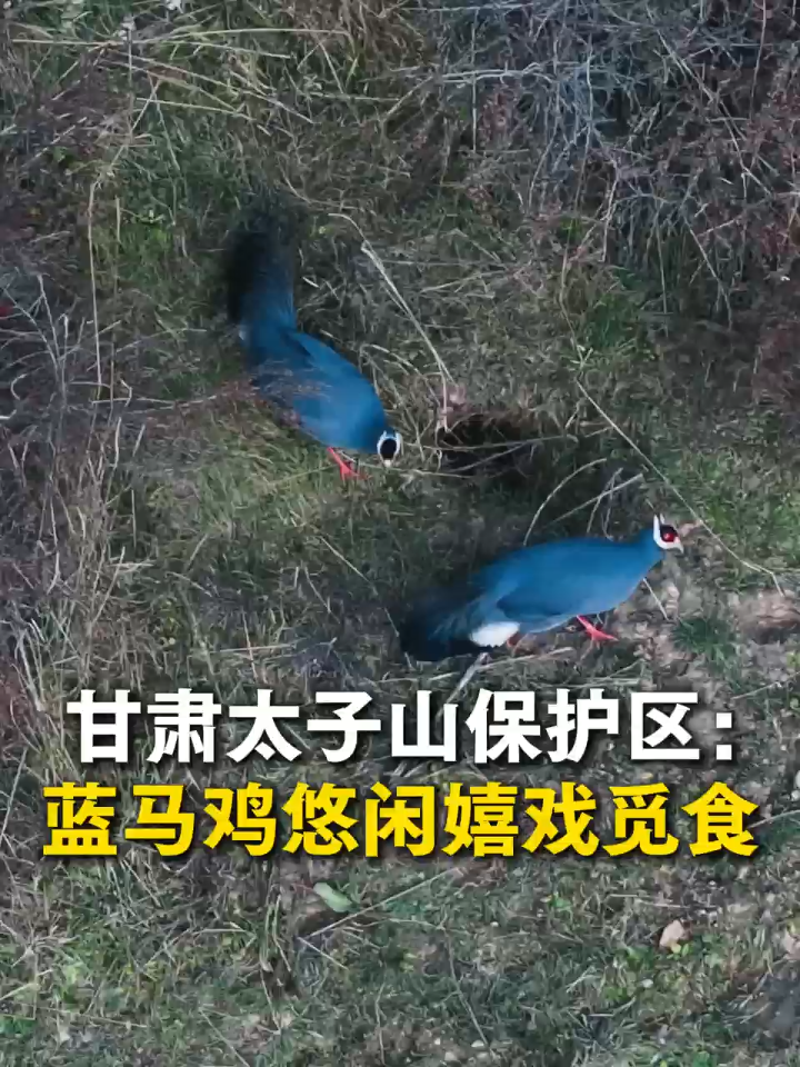 甘肃太子山国家级自然保护区管护区:蓝马鸡悠闲嬉戏觅食