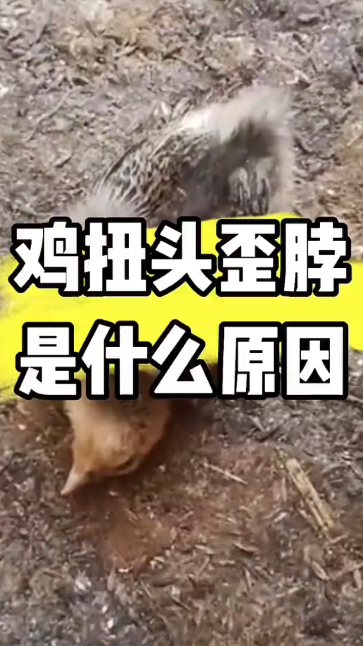 鸡扭头歪脖是什么原因