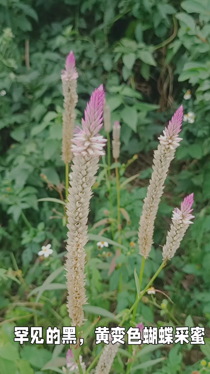 黑,黄色蝴蝶采蜜