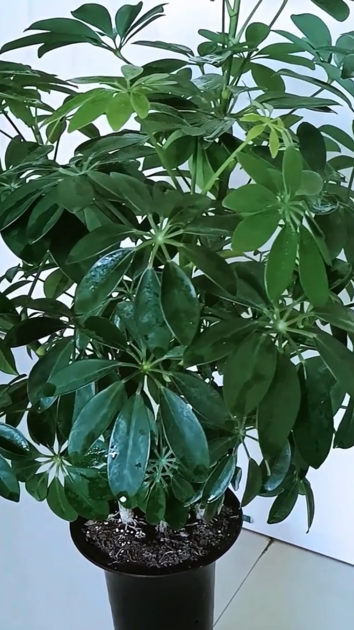 鸭掌木,最适合新手养的一款植物