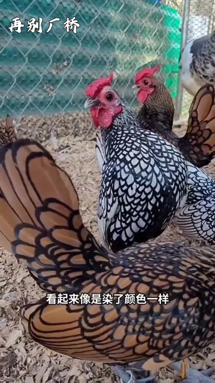 赛博莱特矮脚鸡:如画之美