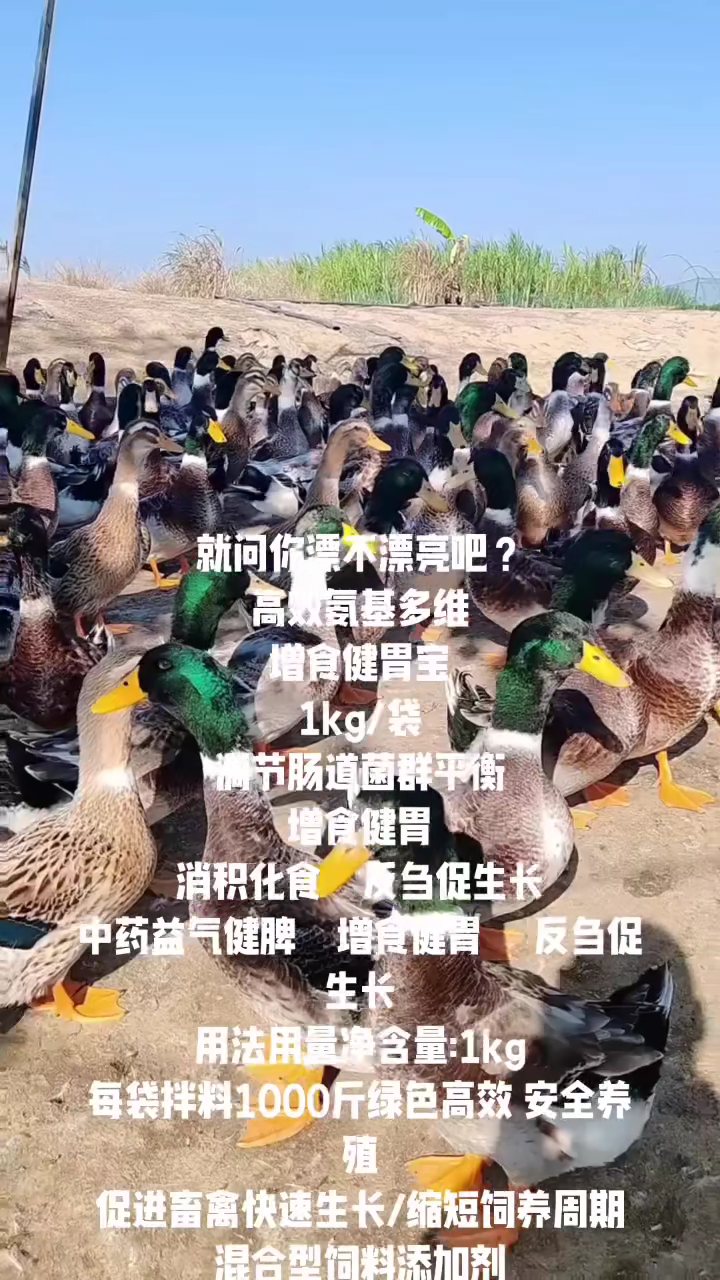 **广西绿头鸭:自然界的珍稀瑰宝