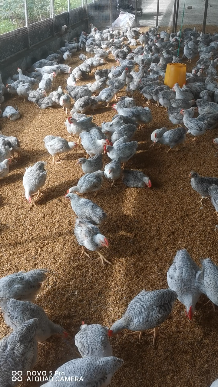 白芦花鸡肉质细腻,营养丰富,吃一次回味无穷。赶紧来养它来试试