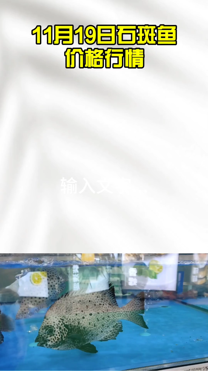 11月19日石斑鱼价格行情#石斑鱼价格#石斑鱼养殖#鱼
