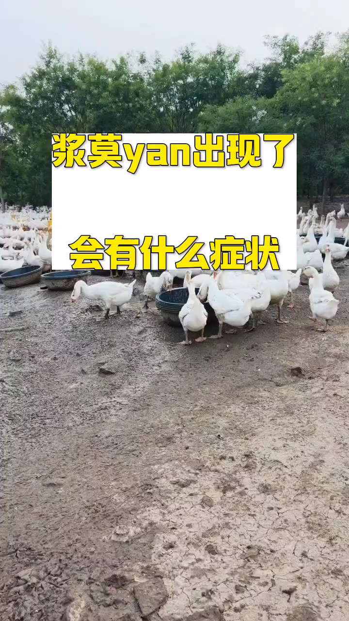 养鹅浆膜炎出现会有什么症状呢,怎么处理