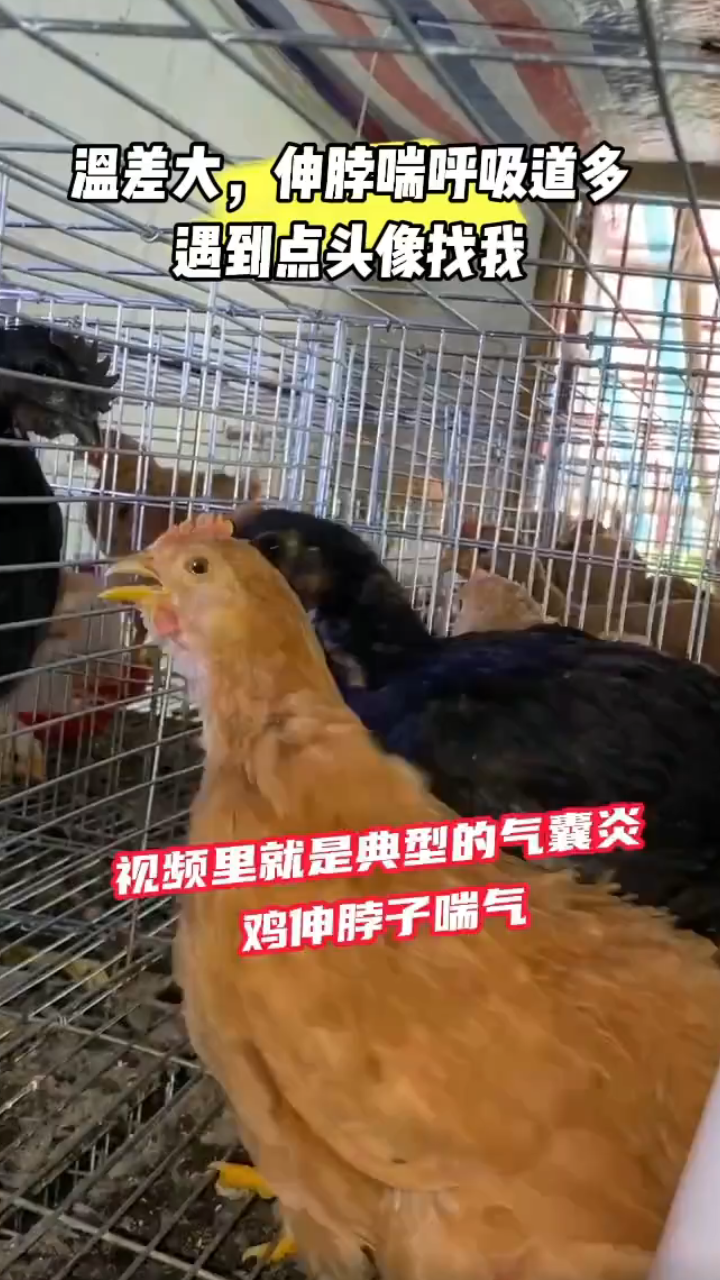 震惊!视频直击气囊炎症状