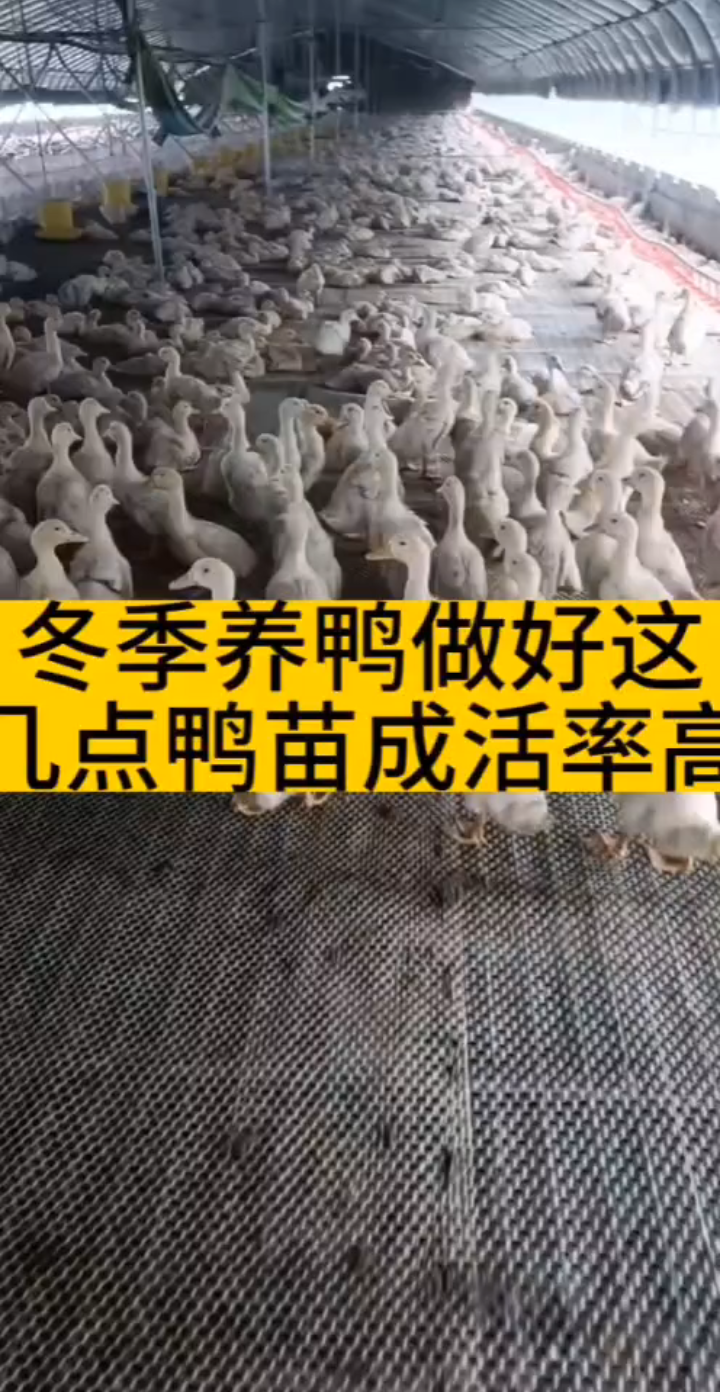 冬季养鸭秘籍:提高鸭苗成活率